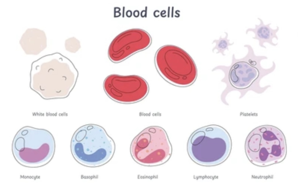 BLOOD AND ITS COMPONENTS