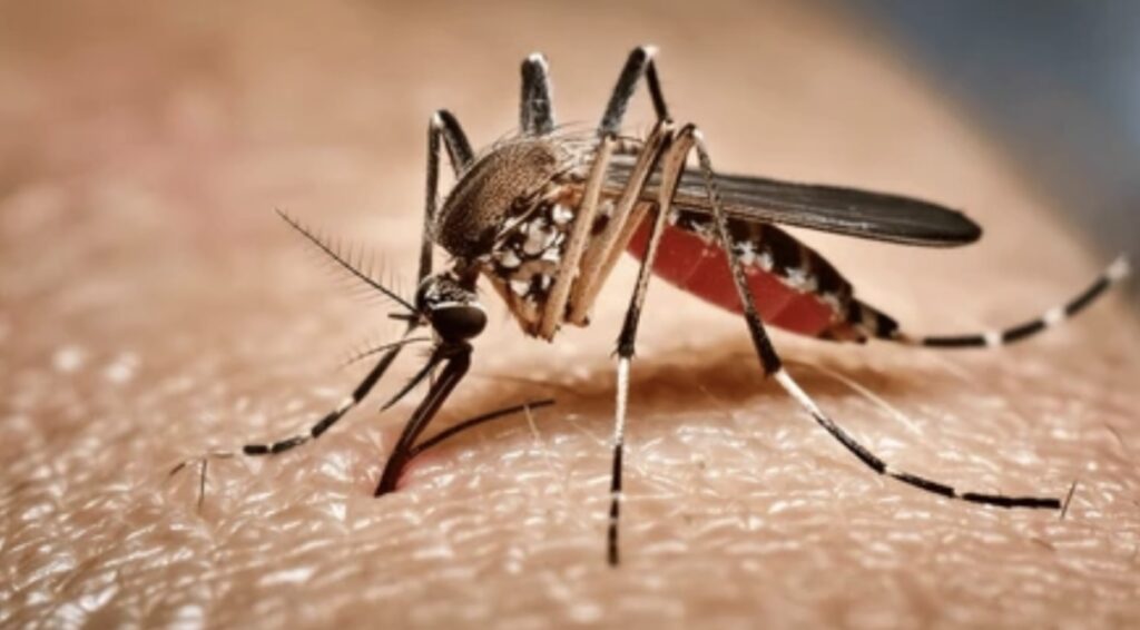 DENGUE FEVER AND ITS VECTOR