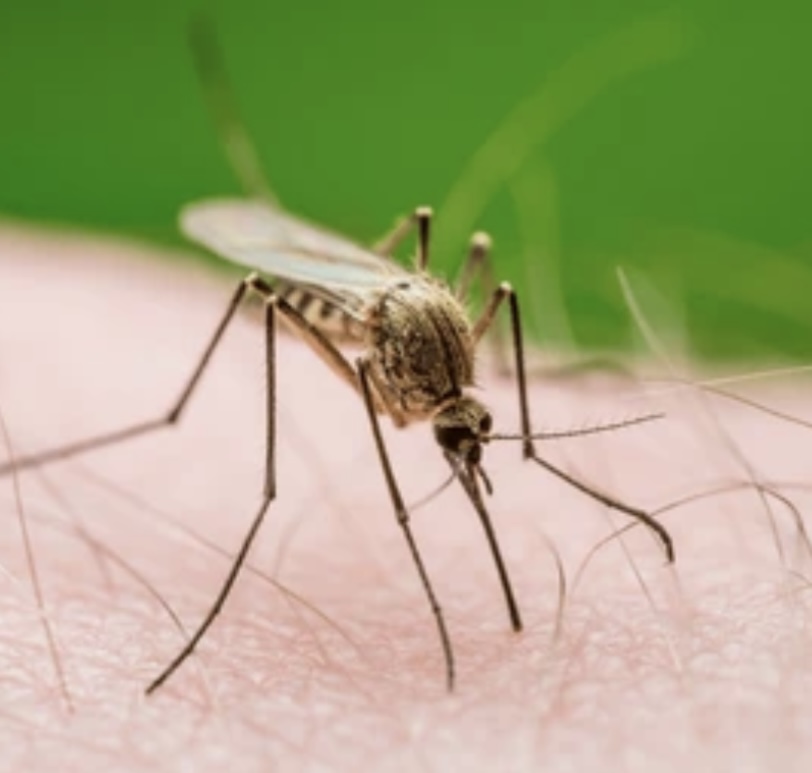 MALARIA AND ITS VECTOR