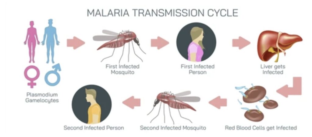 MALARIA AND ITS VECTOR