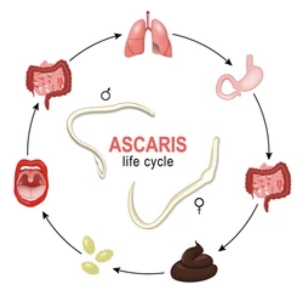 ASCARIASIS AND ITS VECTOR