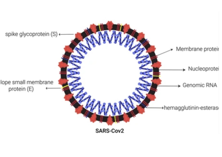 VACCINATION STRATEGIES TO COMBAT SARS-CoV-2