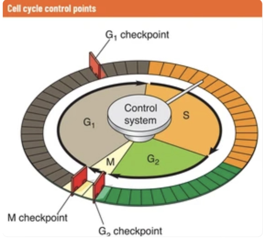 CELL CYCLE CONTROL IN XENOPUS