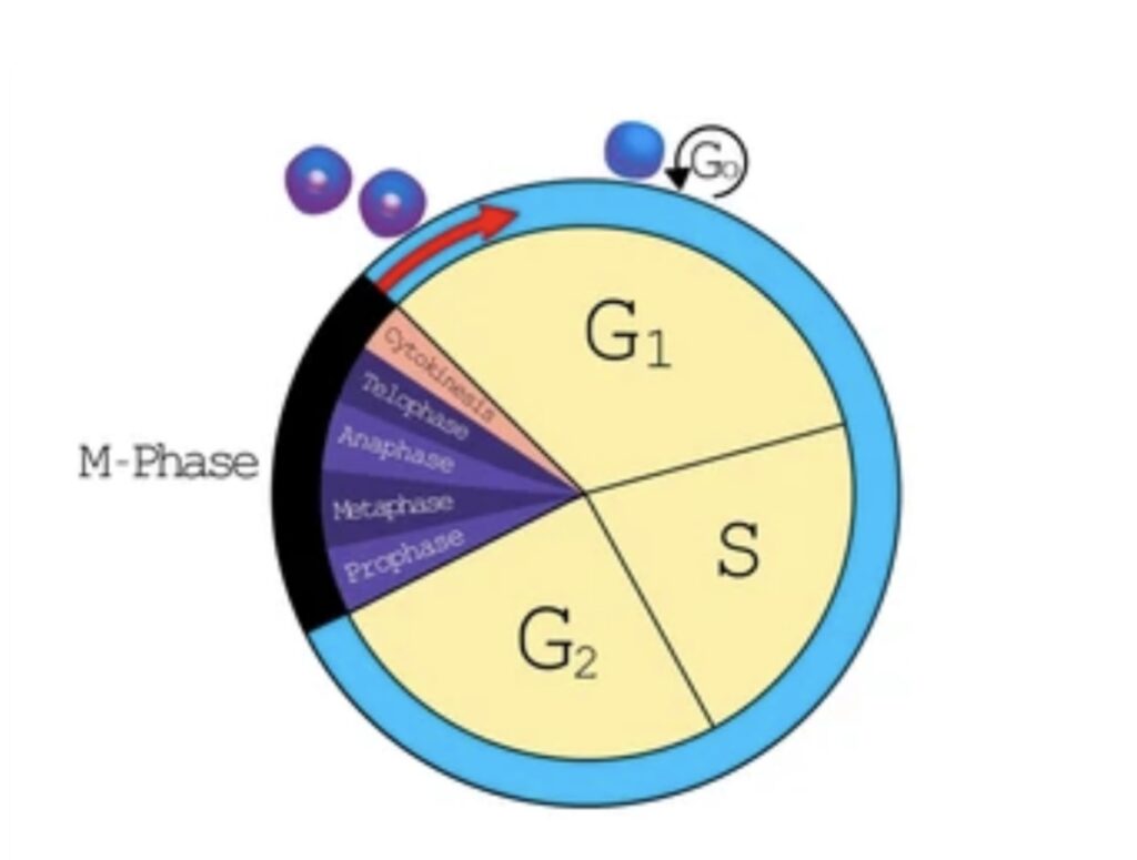 CELL CYCLE CONTROL IN XENOPUS