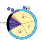 CELL CYCLE CONTROL IN XENOPUS