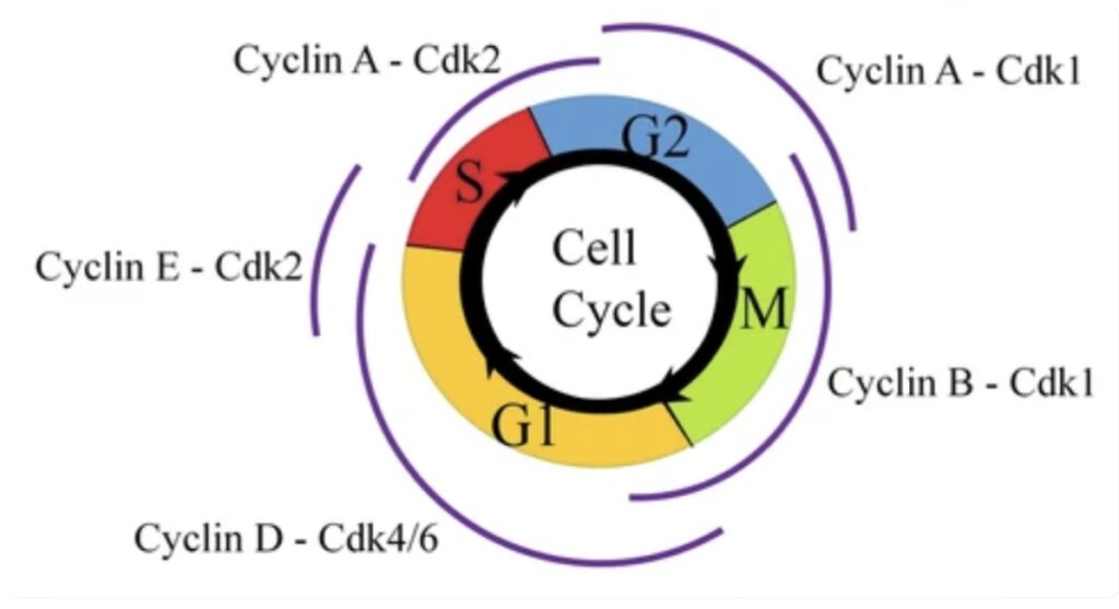 CELL CYCLE CONTROL IN XENOPUS