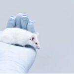 KNOCKOUT MICE AND THEIR APPLICATION