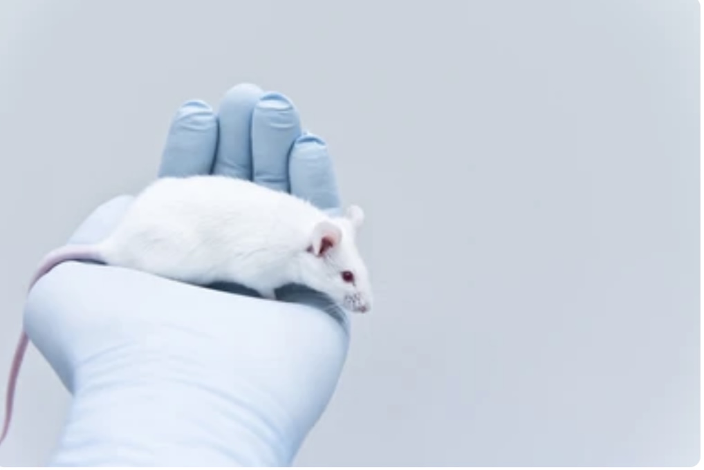 Read more about the article KNOCKOUT MICE AND THEIR APPLICATION