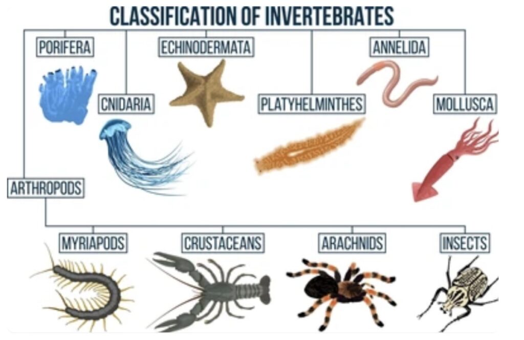 INVERTEBRATE TAXONOMY