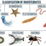 INVERTEBRATE TAXONOMY