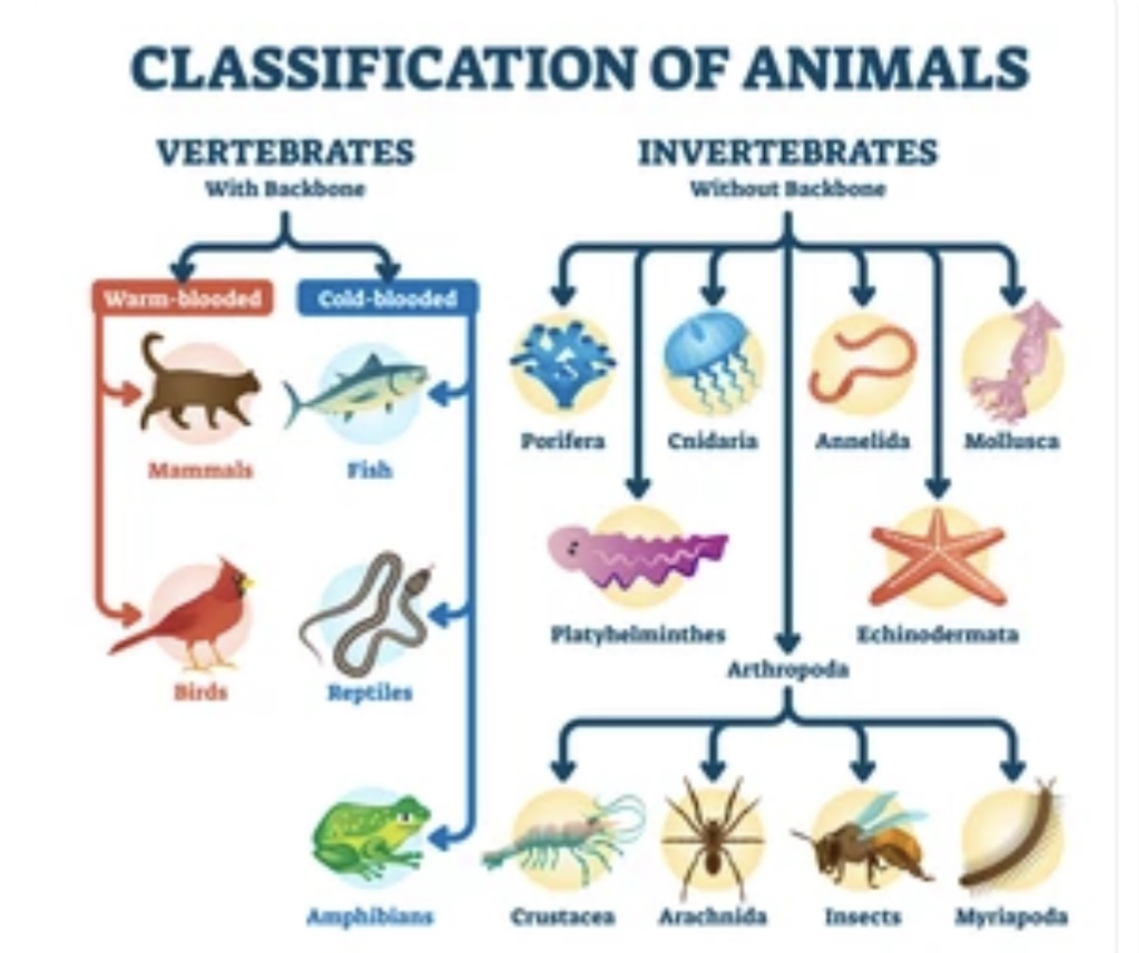 INVERTEBRATE TAXONOMY