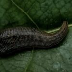 ANATOMY AND PHYSIOLOGY OF LEECHES