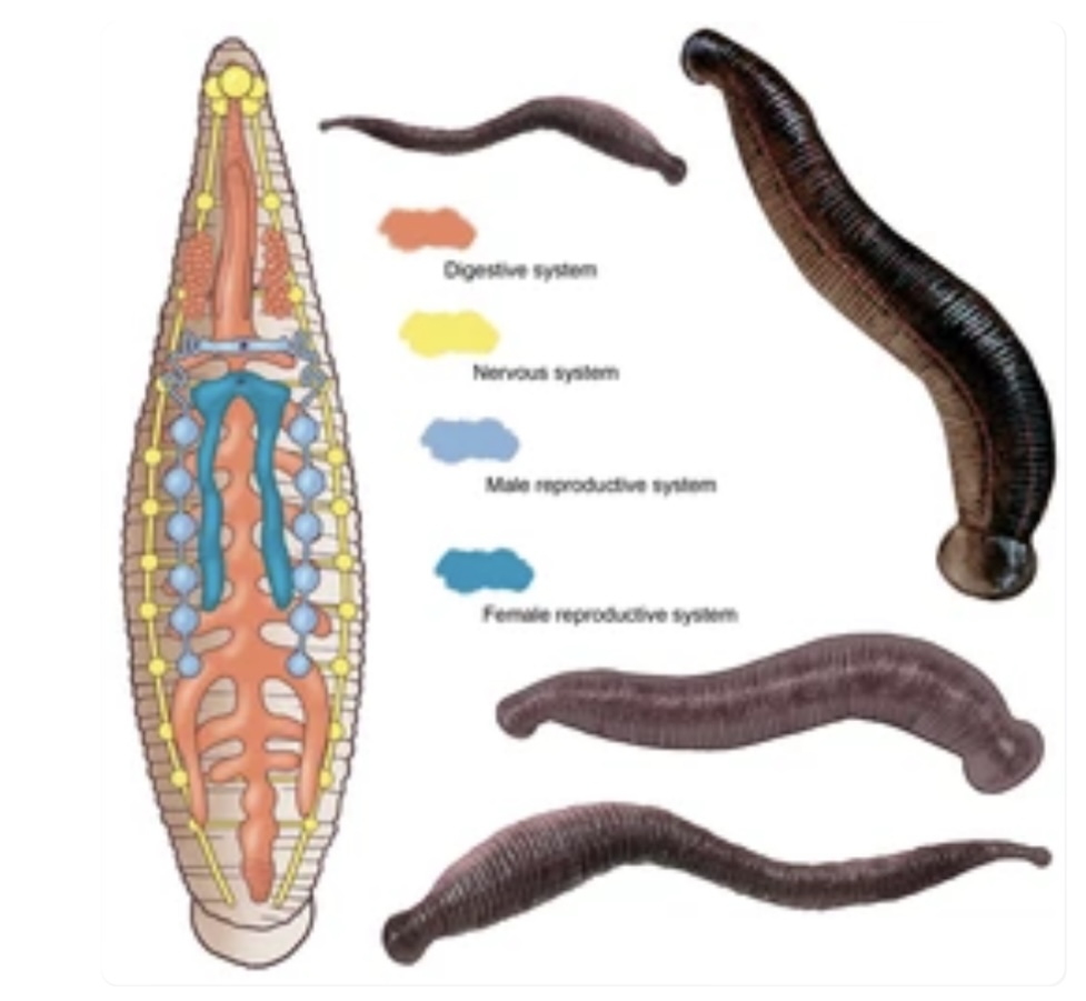 ANATOMY AND PHYSIOLOGY OF LEECHES