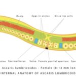 ANATOMY AND PHYSIOLOGY OF Ascaris lumbricoides