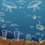 METAGENESIS IN CNIDARIANS