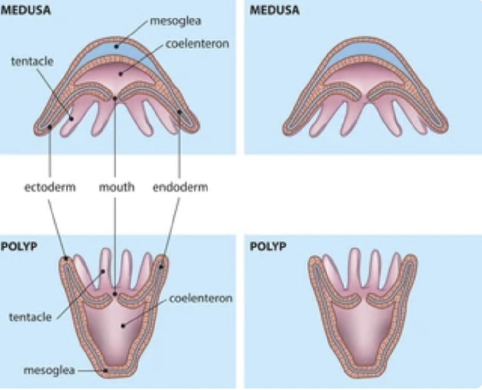 METAGENESIS IN CNIDARIANS