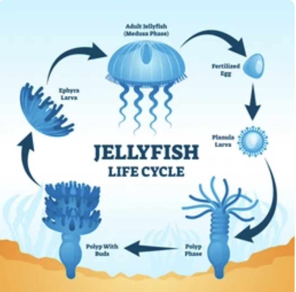 METAGENESIS IN CNIDARIANS