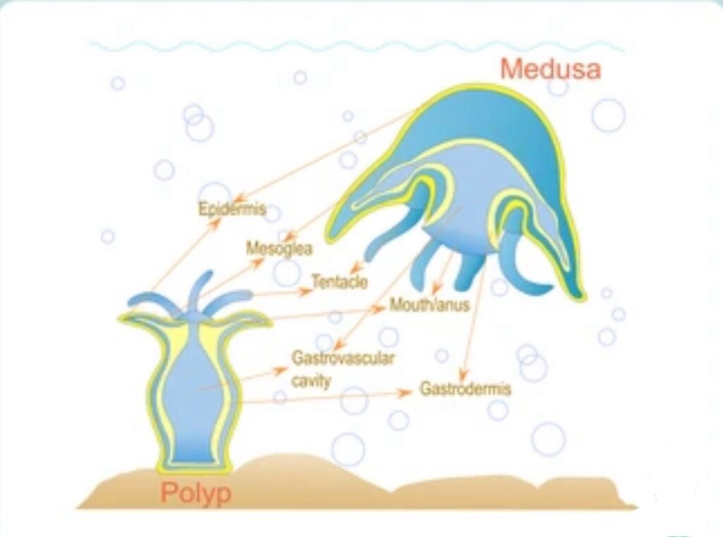 METAGENESIS IN CNIDARIANS 