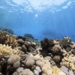 CORAL REEFS AND THEIR TYPES