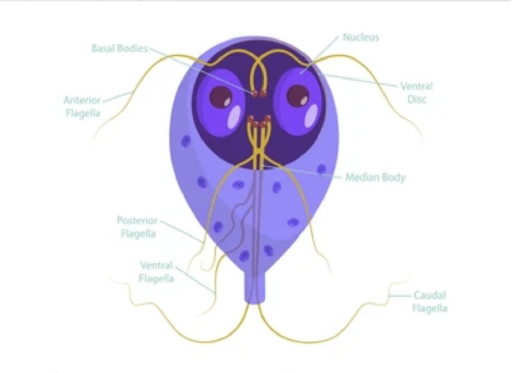 FLAGELLATED PROTOZOANS AND THEIR CHARACTERISTICS