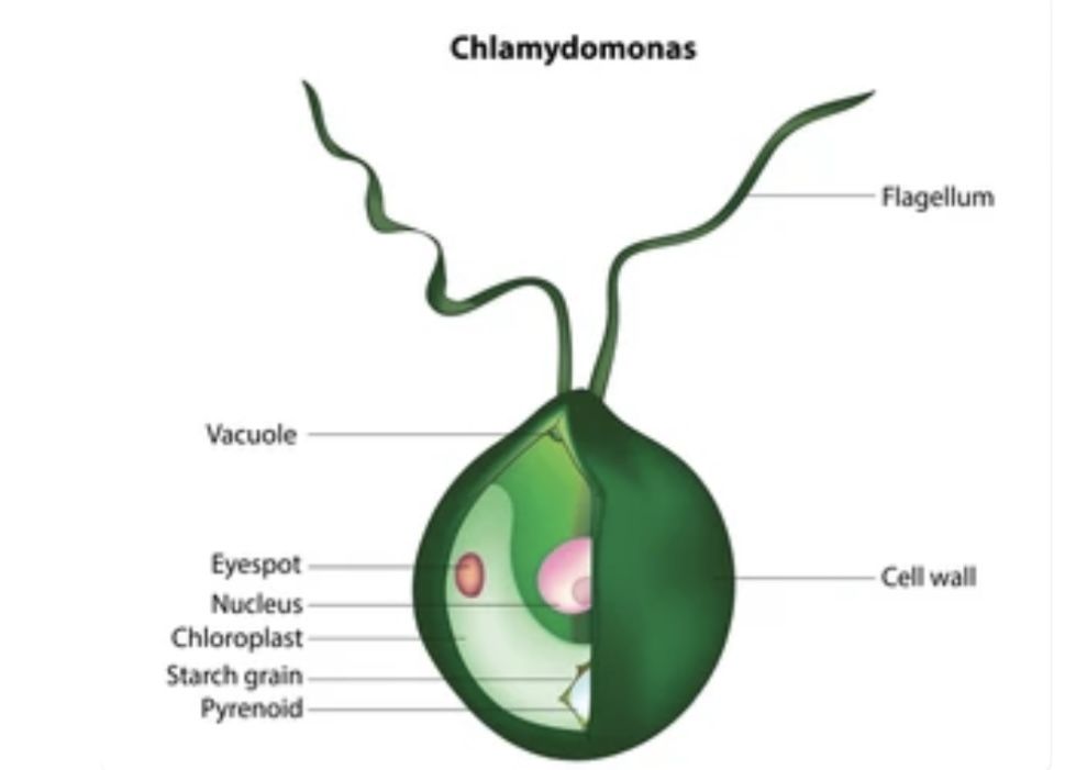 FLAGELLATED PROTOZOANS AND THEIR CHARACTERISTICS