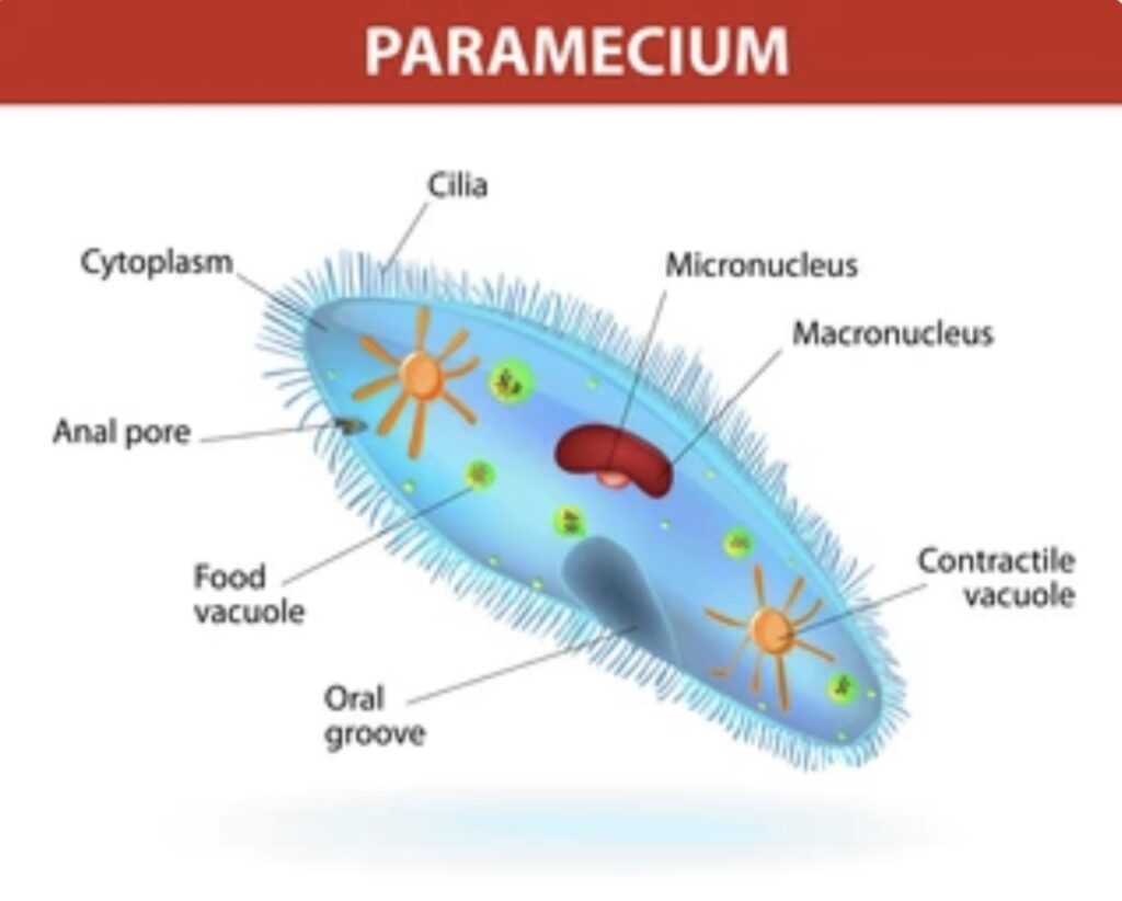 CILIATED PROTOZOANS AND THEIR CHARACTERISTICS