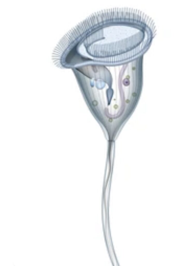 CILIATED PROTOZOANS AND THEIR CHARACTERISTICS