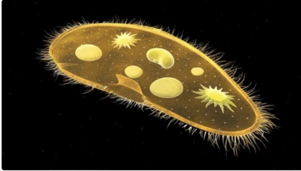 CILIATED PROTOZOANS AND THEIR CHARACTERISTICS 