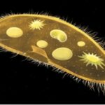 CILIATED PROTOZOANS AND THEIR CHARACTERISTICS