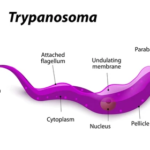 TRYPANOSOMA