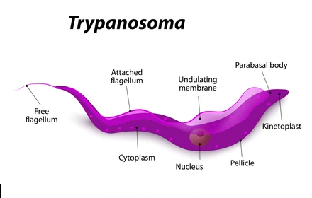 Read more about the article TRYPANOSOMA – Classification, Life Cycle and Disease