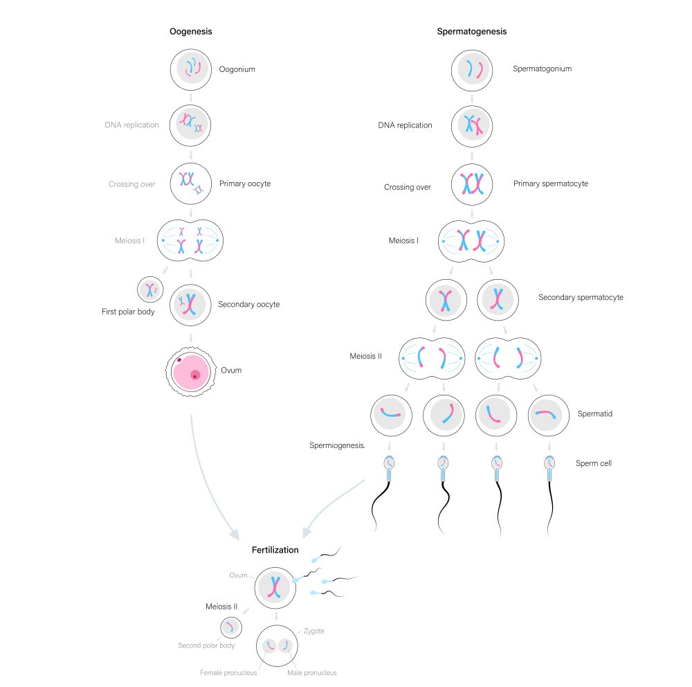 GAMETOGENESIS | SPERMATOGENESIS | OOGENESIS