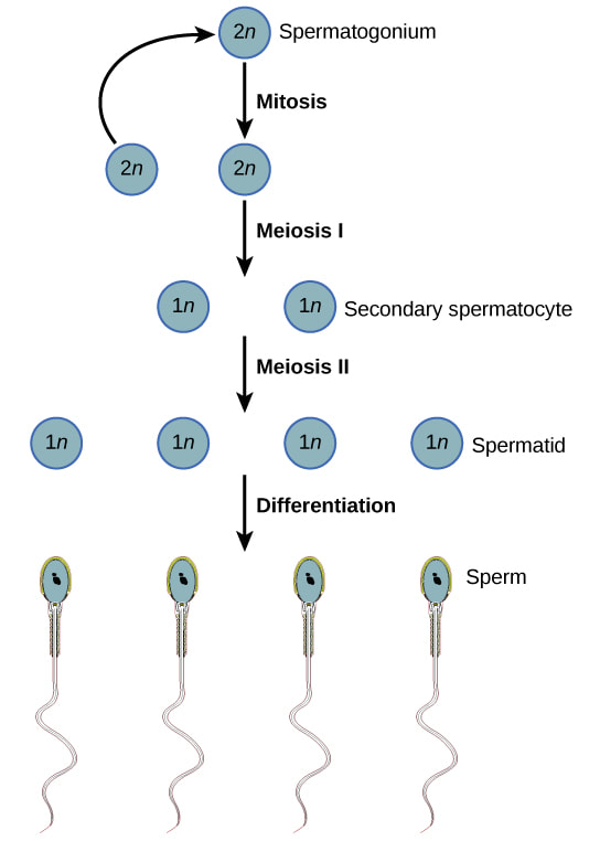 GAMETOGENESIS | SPERMATOGENESIS | OOGENESIS