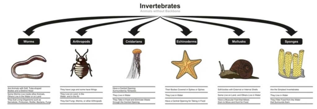 THE ROLE OF INVERTEBRATES IN BIODIVERSITY 