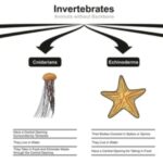 THE ROLE OF INVERTEBRATES IN BIODIVERSITY