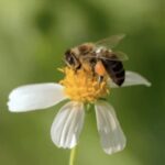 SOCIAL BEHAVIOUR OF BEES