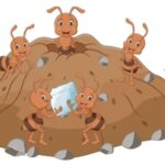 SOCIAL BEHAVIOUR OF ANTS