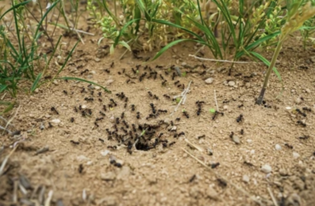 SOCIAL BEHAVIOUR OF ANTS