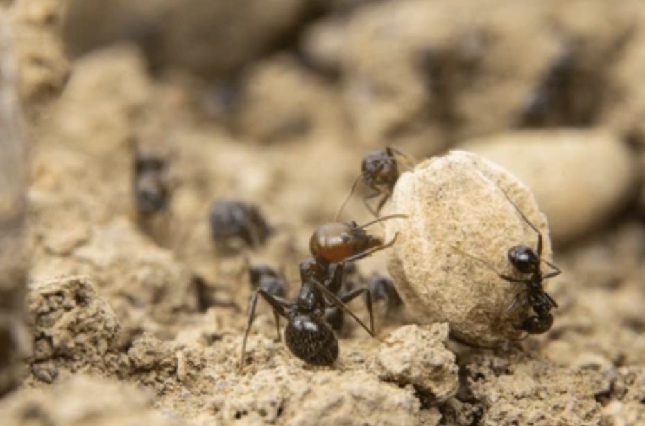 SOCIAL BEHAVIOUR OF ANTS