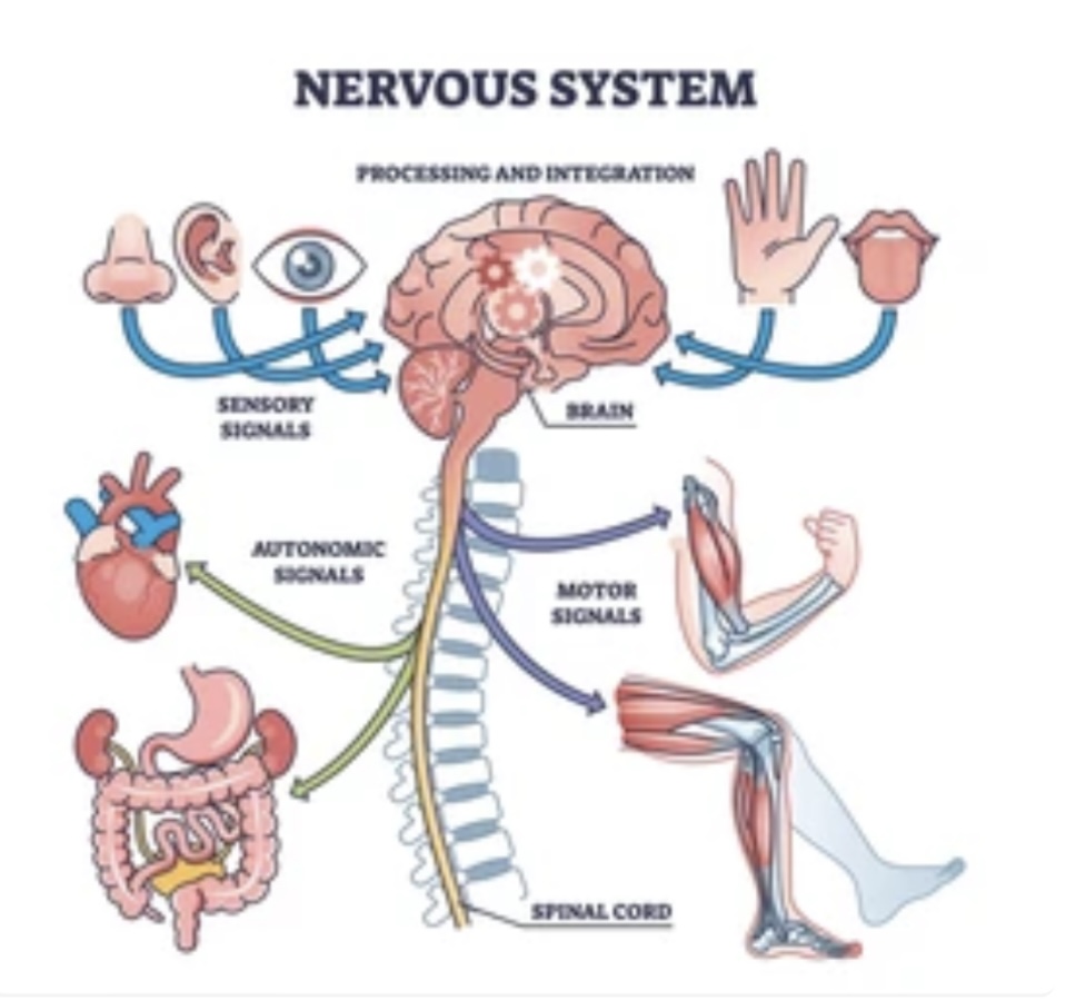 NERVOUS SYSTEM: STRUCTURE AND FUNCTIONS