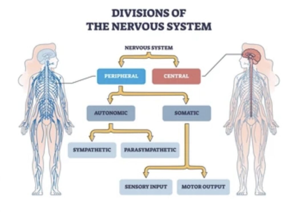 NERVOUS SYSTEM: STRUCTURE AND FUNCTIONS