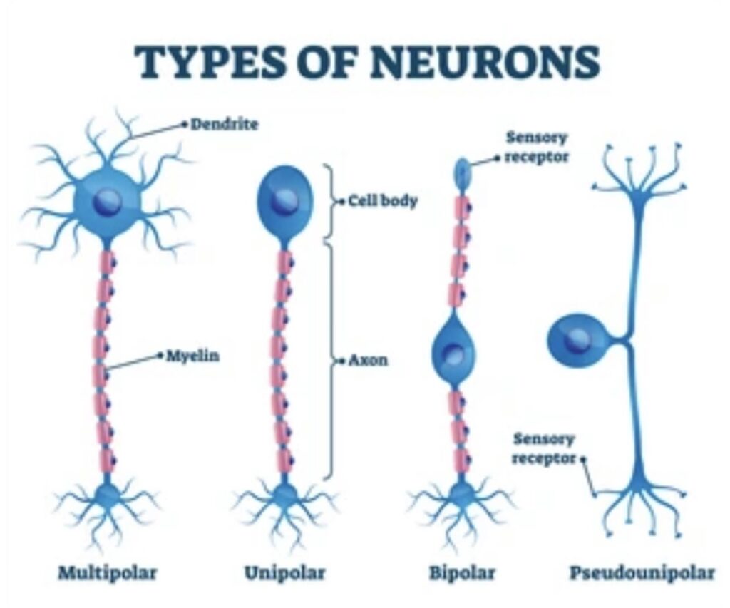 NERVOUS SYSTEM: STRUCTURE AND FUNCTIONS