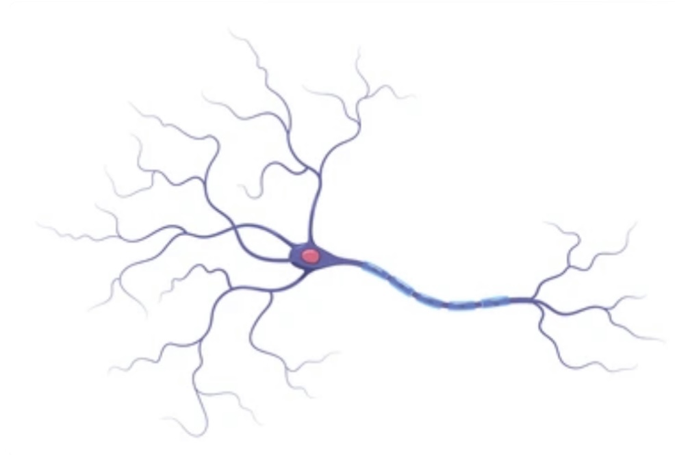 neurons:%20STRUCTURE%20AND%20FUNCTION