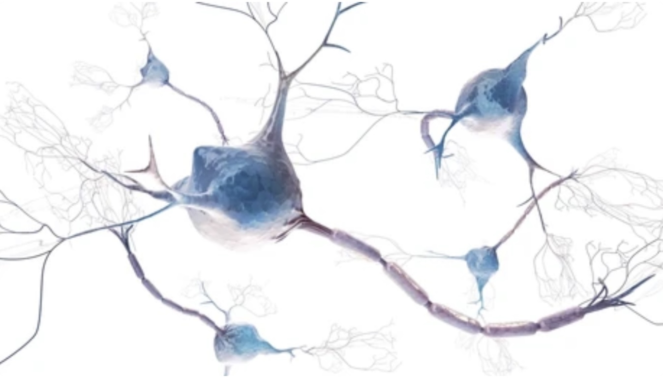 Read more about the article NEURONS: STRUCTURE AND FUNCTION