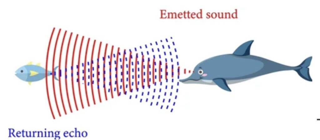 WHAT IS BIOACOUSTICS ? | ZOOLOGYTALKS | 2025