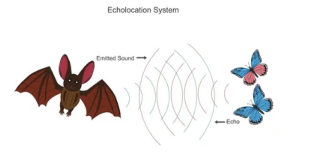 Bioacoustics