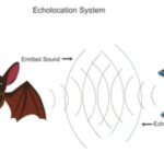 Bioacoustics