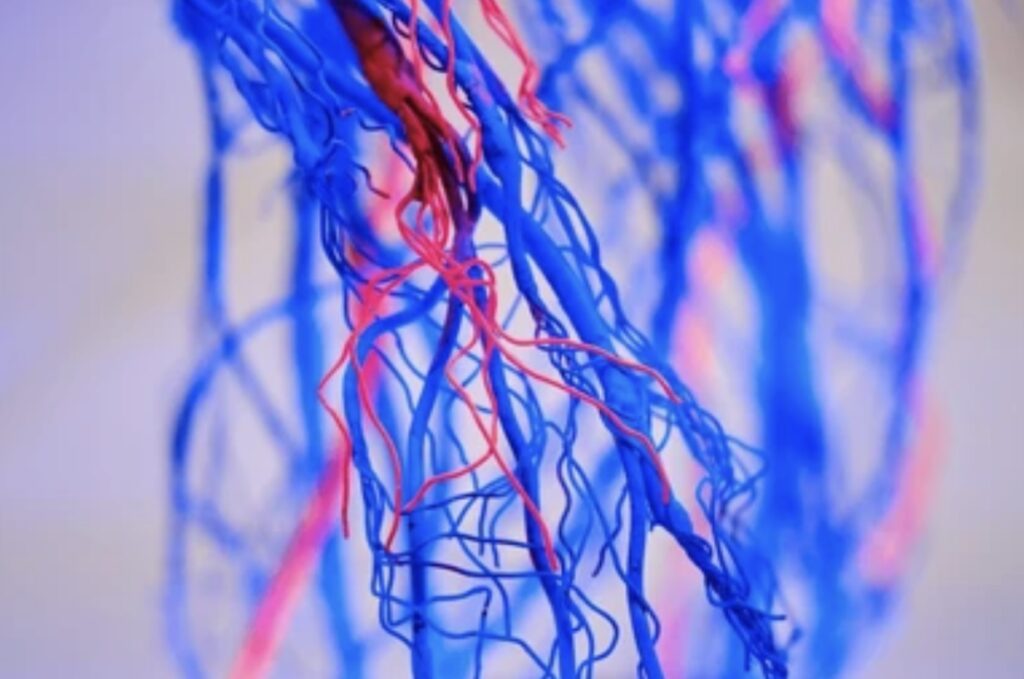 ARTERIES AND VEINS