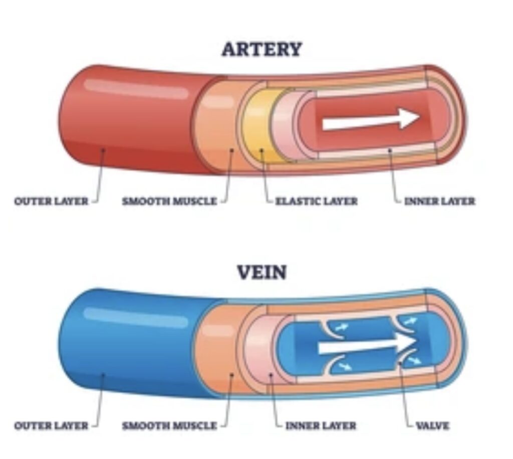 ARTERIES AND VEINS