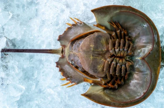 HORSESHOE CRABS